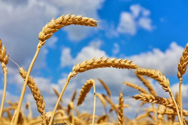 Campo de trigo contra el cielo azul — Foto de Stock