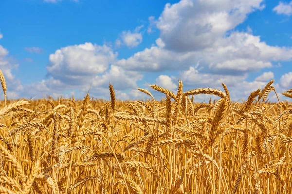Campo di grano contro cielo blu — Foto Stock