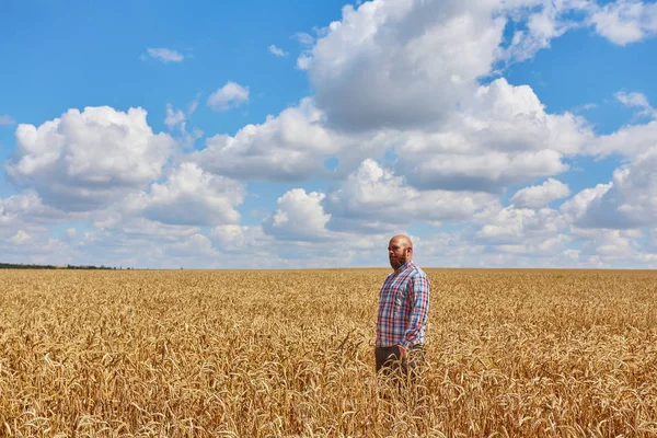 밀 밭에서 있는 농부 — 스톡 사진