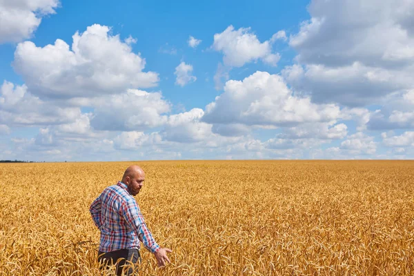 Bauer steht in einem Weizenfeld — Stockfoto