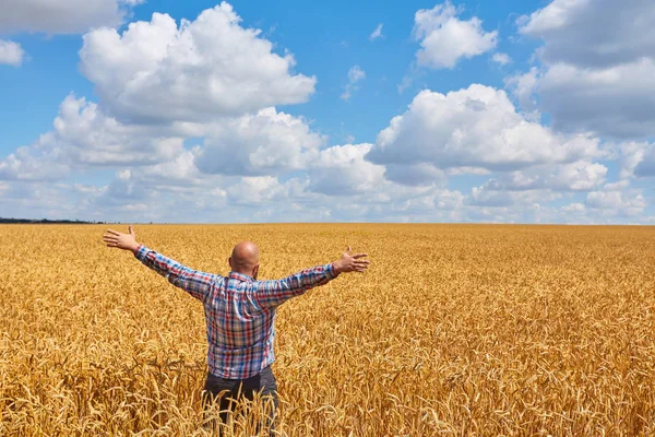 Фермер идет по пшеничному полю — стоковое фото