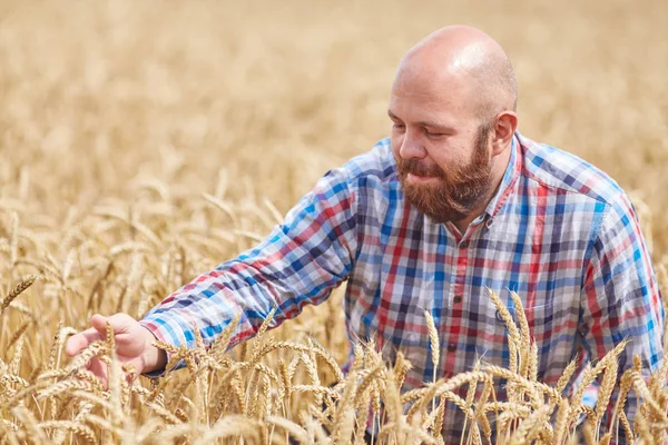 Farmář stojící na pšeničném poli — Stock fotografie