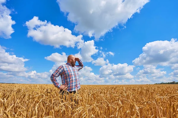 Bauer geht durch ein Weizenfeld — Stockfoto