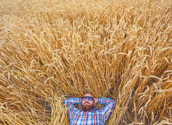 Zemědělec nebo bezsrstá bokovky leží v pšeničné pole — Stock fotografie