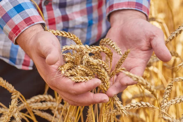 Mužské ruky držící zlaté pšeničné klasy — Stock fotografie