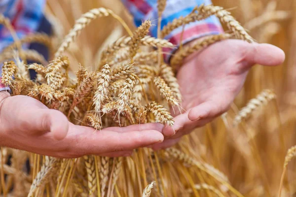 Mão masculina segurando uma orelha de trigo dourado — Fotografia de Stock