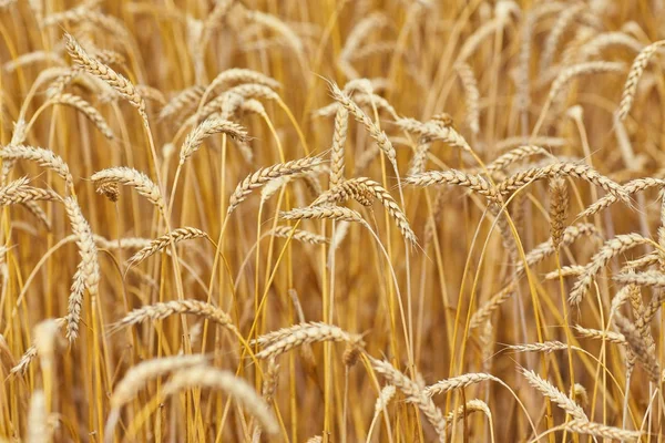 Campo di grano contro cielo blu — Foto Stock