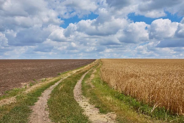 Countryside droga przez pola z pszenicy — Zdjęcie stockowe