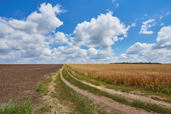 Εξοχή δρόμο μέσα από χωράφια με σιτάρι — Φωτογραφία Αρχείου