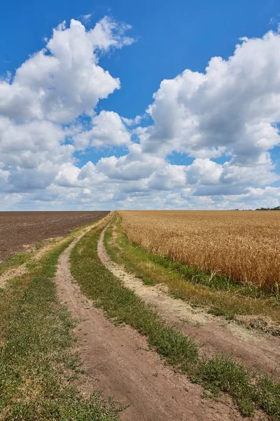 Strada di campagna attraverso campi con grano — Foto Stock