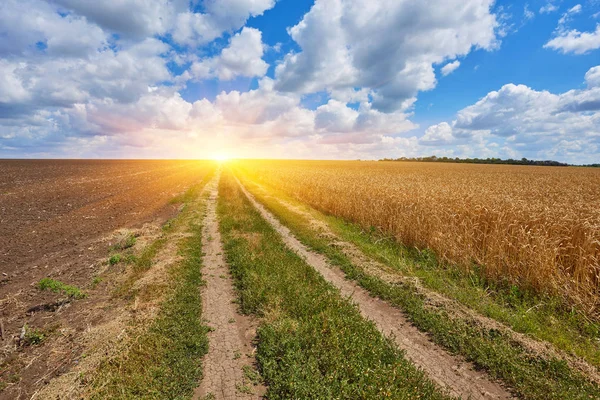 Strada di campagna attraverso campi con grano — Foto Stock