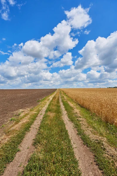 Countryside droga przez pola z pszenicy — Zdjęcie stockowe