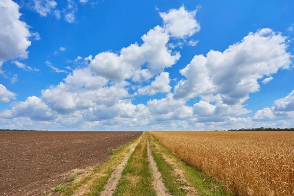 Landsbygden vägen genom fält med vete — Stockfoto