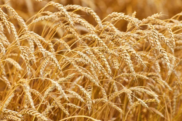 Campo di grano contro cielo blu — Foto Stock