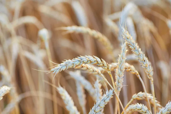 Tarweveld tegen blauwe lucht — Stockfoto