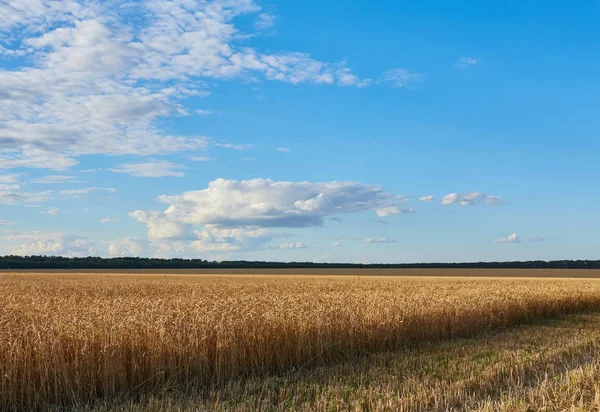 Golden wheat field — Stock Photo, Image