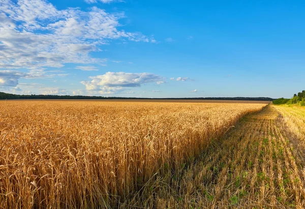 Campo di grano dorato — Foto Stock