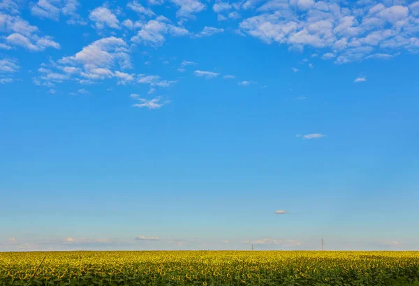 Solrosor blommar i den klarblå himmel — Stockfoto