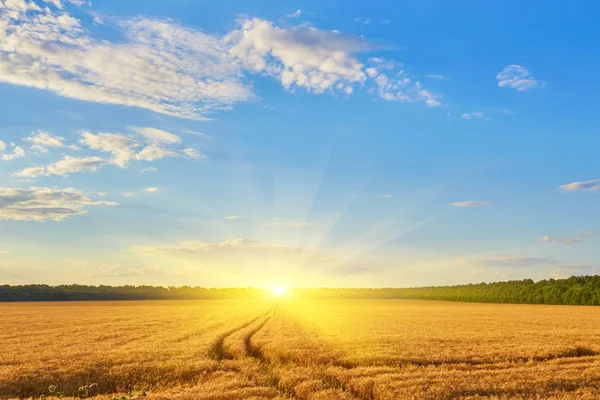 Strada di campagna attraverso campi con grano — Foto Stock