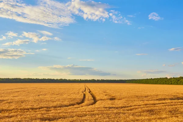 Strada di campagna attraverso campi con grano — Foto Stock