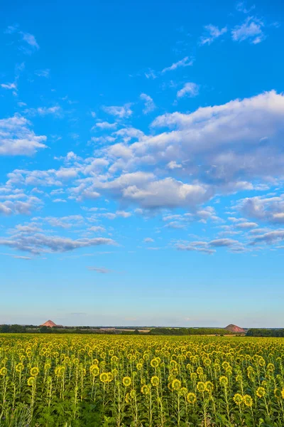 Girasoles que florecen en el cielo azul brillante — Foto de Stock