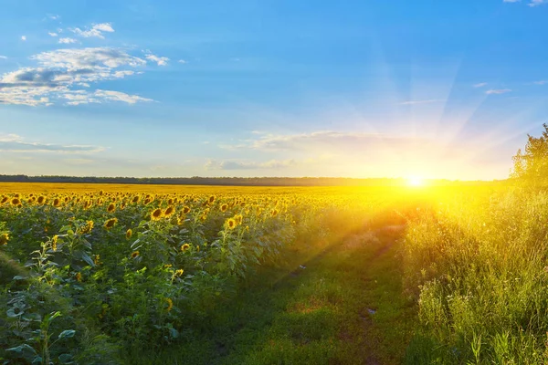 Solrosor blommar i den klarblå himmel — Stockfoto