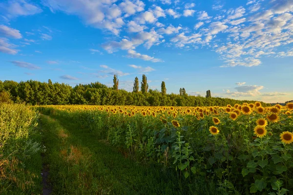 Tournesols fleurissant dans le ciel bleu vif — Photo