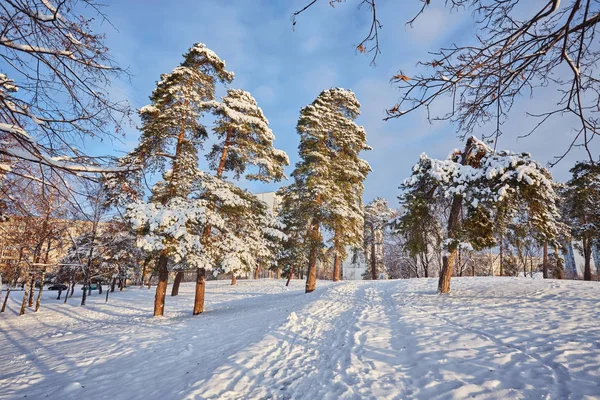 눈 덮인 겨울 숲에서 하루 — 스톡 사진