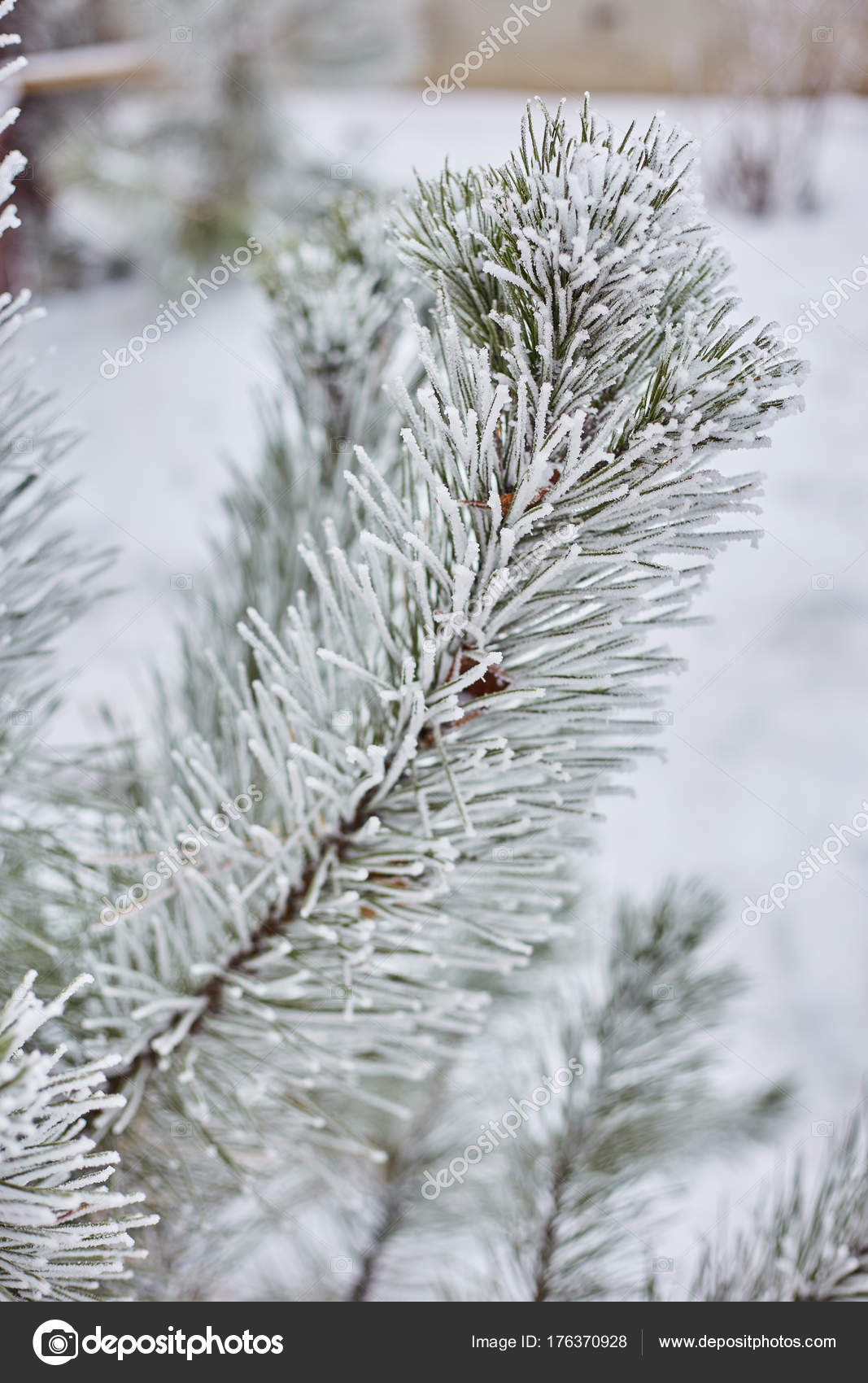 森林自然壁紙背景シーズン秋 冬寒い霜の小ぎれいなな枝色ブルー ストック写真 C Saharrr