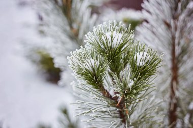 Orman doğa duvar kağıdı arka plan sezon sonbahar kış soğuk Frost çam dalları mavi renk