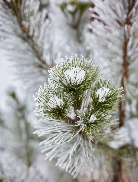 Paisaje invernal. En las ramas de abeto hay grandes acumulaciones de nieve . —  Fotos de Stock