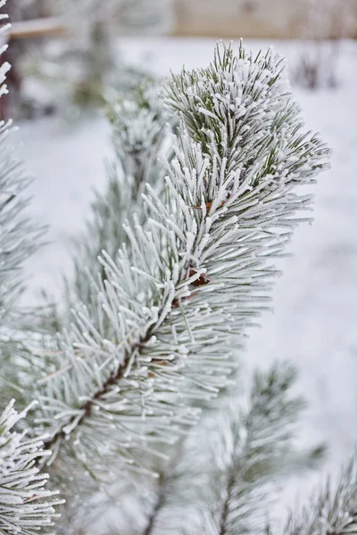 Fenyő ágak az erdő természetvédelmi háttérkép háttér szezon őszi-téli hideg fagy szín kék — Stock Fotó