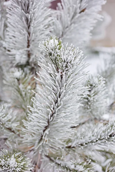 Vinterlandskap. På grenar av Gran finns det stora ansamlingar av snö. — Stockfoto