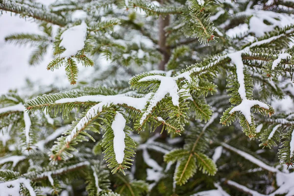 Vinterlandskap. På grenar av Gran finns det stora ansamlingar av snö. — Stockfoto