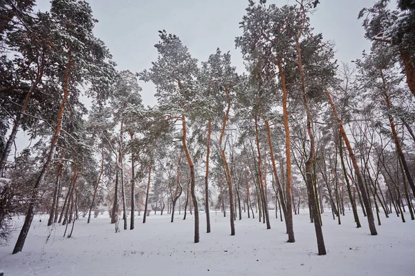 Día de invierno en un bosque de pinos — Foto de Stock
