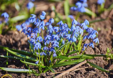 Erken bahar mavi Scilla Squill