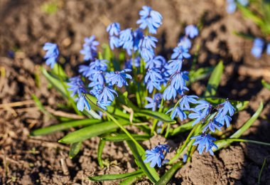Erken bahar mavi Scilla Squill