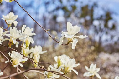 Manolya çiçekli arka plan beyaz. Botanik arka plan.