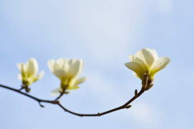 beyaz büyük Manolya