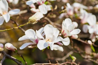 beyaz büyük Manolya