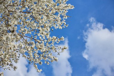 Beyaz Manolya çiçeği