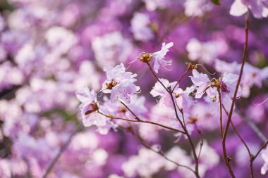 Havadan görünümü pembe kırmızı leylak ormangülü