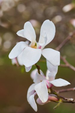 Beyaz Manolya çiçeği