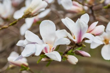 beyaz büyük Manolya