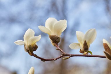 Manolya çiçekli arka plan beyaz. Botanik arka plan.
