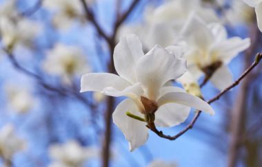 beyaz büyük Manolya