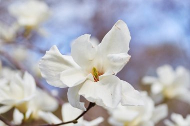 Manolya çiçekli arka plan beyaz. Botanik arka plan.