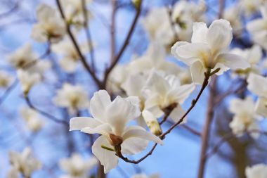 beyaz büyük Manolya