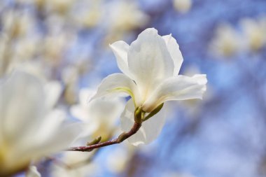 beyaz büyük Manolya
