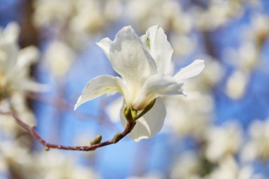 beyaz büyük Manolya